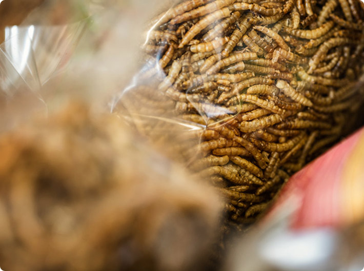 about_Insect-Protein